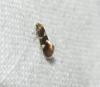Antispila sp.